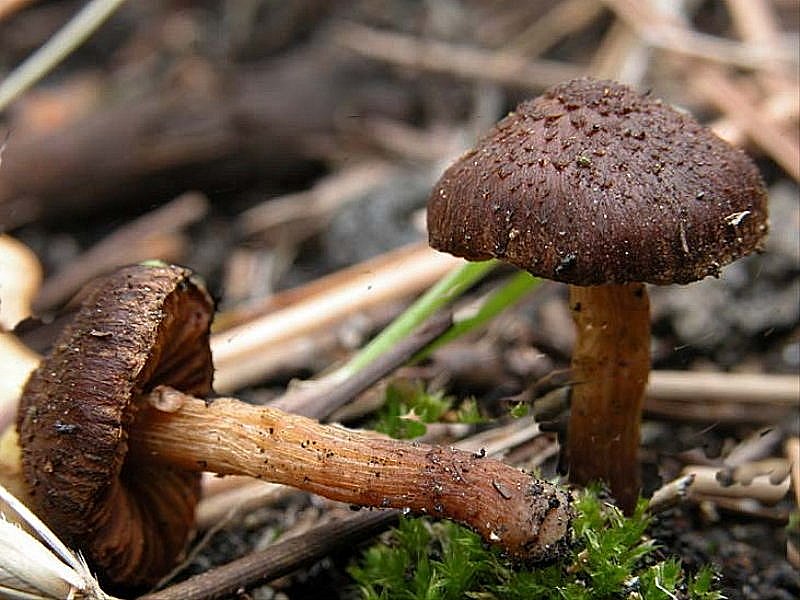 Inocybe lacera (Fr.:Fr.) var. lacera Kumm.